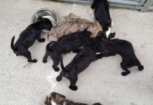 Sette cuccioli cercano casa