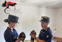 Vendeva come cani di razza cuccioli senza pedigree: denunciata una 34enne e un veterinario dell’Ats. I carabinieri sequestrano70 esemplari