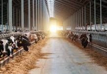 Dermatite nodulare bovina: estinto il focolaio a Mantova