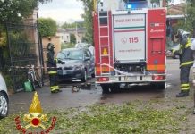 Maltempo, caduta alberi in diverse zone della provincia