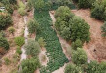 Sequestrate nel Nuorese due tonnellate e mezzo di droga