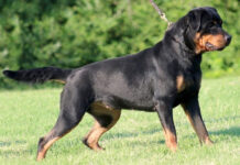 Azzannato dai rottweiler mentre passeggia col cane a Castel d’Ario
