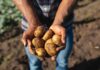 World Food Day, “Potatoes Forever!” celebra la sostenibilità