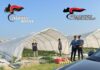 I Carabinieri arrestano altri 2 imprenditori ritenuti responsabili di intermediazione illecita e sfruttamento del lavoro