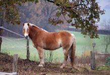 Infortunio in un maneggio a Volta Mantovana: 30enne scalciato al petto da un cavallo