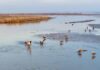 Cina, parco naturale nel Ningxia diventa un paradiso per gli uccelli migratori
