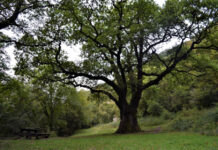 Tredici alberi monumentali nella provincia di Mantova: aggiornato l’elenco nazionale