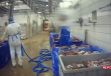 Carne scaduta sul mercato: Report accusa un’azienda mantovana