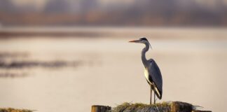 La “Quotidiana meraviglia” della Natura protagonista del calendario 2026 del Parco del Mincio