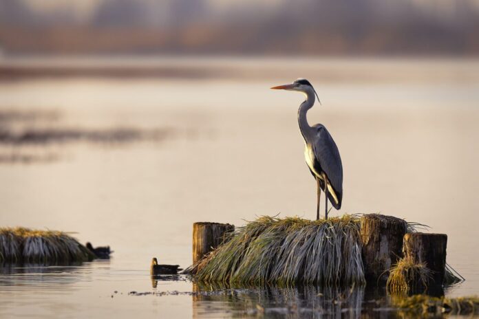 Calendario_2026_Zapparoli
