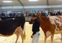 Bovimac, Coldiretti Mantova-Comune di Gonzaga: sì al dialogo in difesa della zootecnia