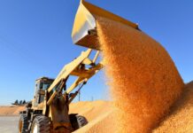 Cina, boom nella produzione di cereali nel 2025