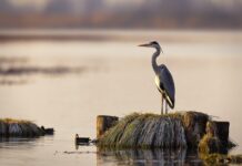La “Quotidiana meraviglia” della natura nel calendario del Parco del Mincio