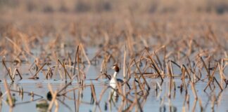 Parco del Mincio: escursioni e navigazioni gratuite tra Valli e Paludi per la Giornata mondiale delle Zone Umide
