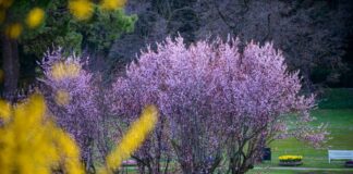 Si schiudono le gemme del Parco Giardino Sigurtà