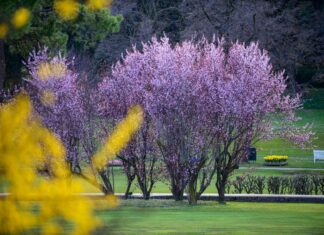 Si schiudono le gemme del Parco Giardino Sigurtà