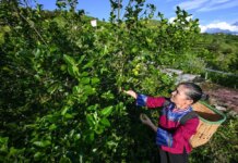 In Cina si riduce il divario di reddito fra aree urbane e rurali