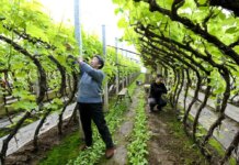 Cina, nuove misure per modernizzare la produzione agricola