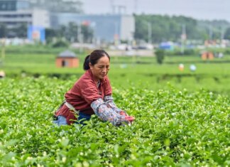 Cina, obiettivo industria del tè da 1.500 mld di yuan entro il 2030