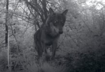 Il 5 marzo incontro su presenza del lupo nel territorio