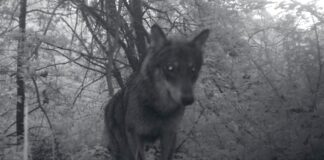 Il 5 marzo incontro su presenza del lupo nel territorio