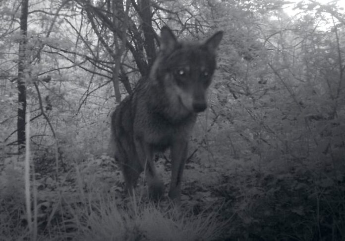 Acquanegra sul Chiese, il lupo fotografato all'alba alla Riserva Naturale Le Bine del Parco Oglio Sud_2362664