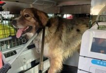 Cane randagio aggredisce quattro persone a Viadana: intervento dei Carabinieri