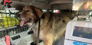 Cane randagio aggredisce quattro persone a Viadana: intervento dei Carabinieri