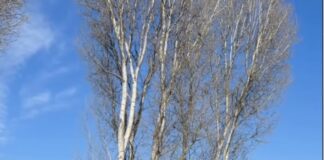 Domani inaugurazione dello Skate Park