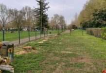 Badalucco sui tagli di Borgo Angeli: “Non era necessario abbattere quegli alberi”