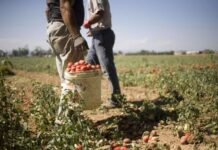 Pomodoro, nonostante l’incertezza del prezzo cresce l’interesse per l’oro rosso. Coldiretti Mantova: nostra provincia leader in Lombardia col 44% delle superfici