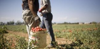 Pomodoro, nonostante l’incertezza del prezzo cresce l’interesse per l’oro rosso. Coldiretti Mantova: nostra provincia leader in Lombardia col 44% delle superfici