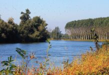 Acquanegra sul Chiese, denunciati tre uomini per lavori abusivi in area protetta