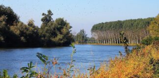 Acquanegra sul Chiese, denunciati tre uomini per lavori abusivi in area protetta