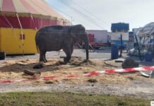 Elefantessa maltrattata. Scontro tra consulenti, ma intanto Bambi è morta