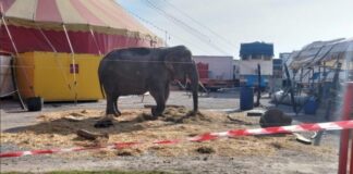 Elefantessa maltrattata. Scontro tra consulenti, ma intanto Bambi è morta