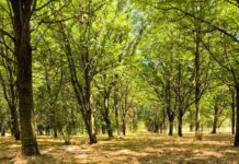 Prima un bel boschetto, oggi una spianata “calva”