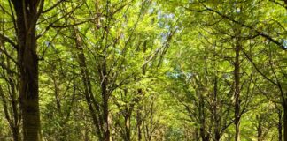 Prima un bel boschetto, oggi una spianata “calva”