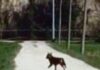 Lupo avvistato nelle campagne a Bondeno di Gonzaga