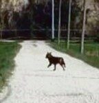 Lupo avvistato nelle campagne a Bondeno di Gonzaga