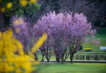 Il Sigurtà celebra Sant’Anselmo: ingresso scontato per i mantovani