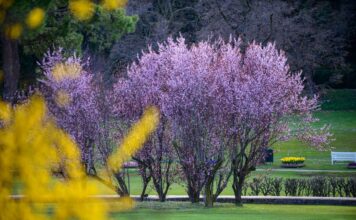 Il Sigurtà celebra Sant’Anselmo: ingresso scontato per i mantovani