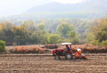 Cina, produzione di cereali in crescita anche nel 2026 secondo le previsioni