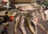 Pescavano di frodo con uno storditore elettrico: due rumeni denunciati per bracconaggio
