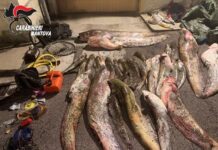 Pescavano di frodo con uno storditore elettrico: due rumeni denunciati per bracconaggio