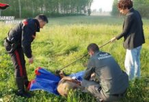 Capriolo ferito nel giardino di una casa: intervento dei Carabinieri a Viadana