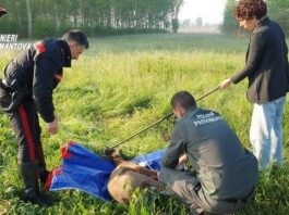 Capriolo ferito nel giardino di una casa: intervento dei Carabinieri a Viadana