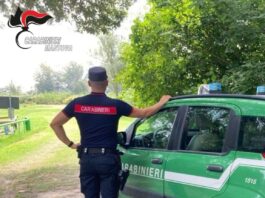 Sequestri e prescrizioni per animali detenuti in condizioni irregolari