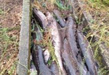 Furto nella notte a Goito: rubati storioni, 10 quintali trovati morti in un canale