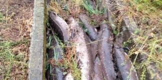 Furto nella notte a Goito: rubati storioni, 10 quintali trovati morti in un canale